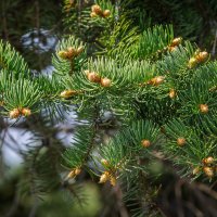 *** :: Виктор Иванович Чернюк