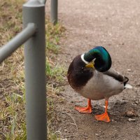 Тест на гибкость или вам так слабо? :: Магомед .