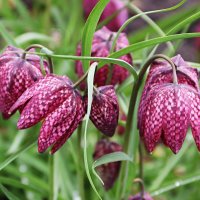 Рябчик шахматный :: Любовь Сахарова