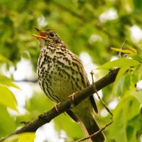 Певчий дрозд :: Лина 
