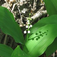 пора ландышей :: Елена Шаламова