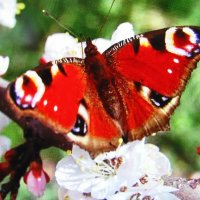 Красотка :: Людмила Смородинская