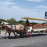 Местный транспорт. :: Владимир Драгунский Местный транспорт. :: Владимир Драгунский