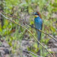золотистые щурки :: юрий макаров золотистые щурки :: юрий макаров