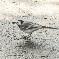 Строим гнездо. :: Петр Беляков Строим гнездо. :: Петр Беляков