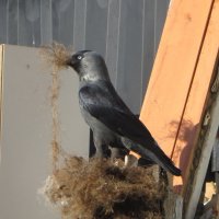 Удачная находка для гнёздышка! :: Ирина Олехнович