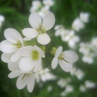 Весеннее :: Елена Семигина Весеннее :: Елена Семигина