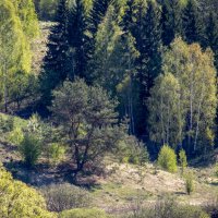 Окрестности Токарева :: Sergei Vikulov