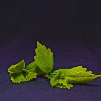 Веточка. :: Giant Tao /