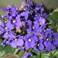 Сенполии фиалкоцветковые :: Galaelina *** Сенполии фиалкоцветковые :: Galaelina ***