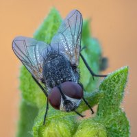 Муха :: Александр Григорьев