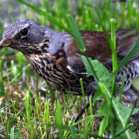 ..... :: Анатолий Анищик ..... :: Анатолий Анищик