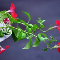 Тянемся к свету. :: Анатолий Анищик