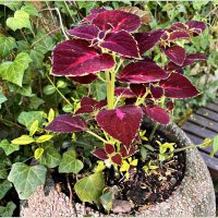 Колеус. :: Валерия Комова