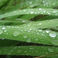 Дождь :: Anna Ivanova