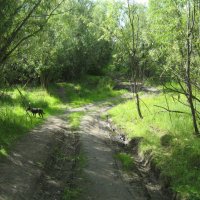 Комариными тропами :: Anna Ivanova Комариными тропами :: Anna Ivanova