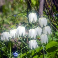 дорогу шмелю :: Lyubov Busova