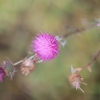 По пути в лес :: Дмитрий Петров