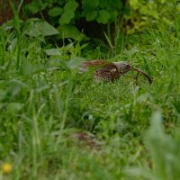 * :: Nikolai 888 * :: Nikolai 888