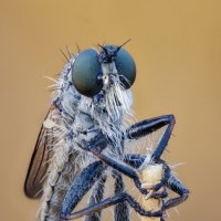 Ктырь. :: Александр Григорьев