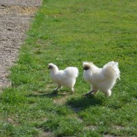 Китайские куры :: Андрей Л. В. Китайские куры :: Андрей Л. В.