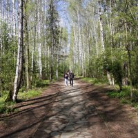 В Черняевском лесу :: Евгений Шафер