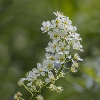 Цветочек :: Андрей Пристяжнюк