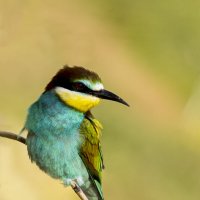 *** :: Валерий Черняк