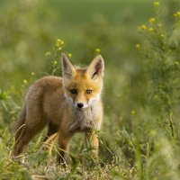 *** :: Валерий Черняк