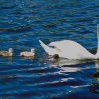 Мама всему научит! :: Владимир Манкер