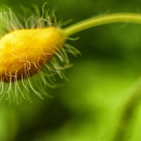 Бутон чистотела большого :: Андрей Жданов