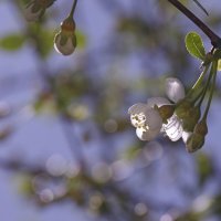 цветки яблони :: Сергей Швечков