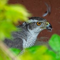 Тетеревятник :: Viktor Makarov