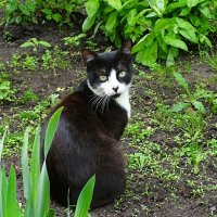 Кошка на клумбе (случайный снимок). :: Милешкин Владимир Алексеевич 