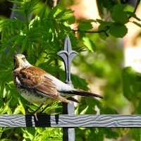 Из жизни дроздов :: Милешкин Владимир Алексеевич 