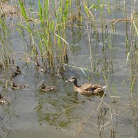 Кряква с выводком :: Наиля 