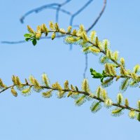 *** :: Виктор Иванович Чернюк *** :: Виктор Иванович Чернюк