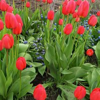 Тюльпаны, ах тюльпаны! :: Любовь Сахарова