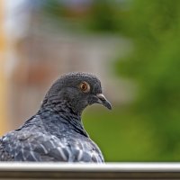 Насторожился :: Валерий Иванович