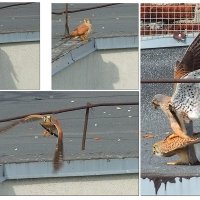 Будни соколов :: Сеня Белгородский