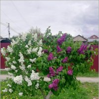 Прививка :: Сеня Белгородский