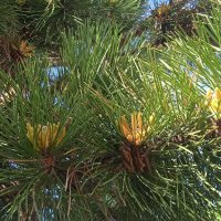 розы сосновые :: Елена Шаламова