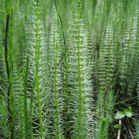 Хвостник :: Anna Ivanova