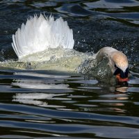 Лебеди умеют плавать в стиле баттерфляй.(1) :: Владимир Безбородов Лебеди умеют плавать в стиле баттерфляй.(1) :: Владимир Безбородов