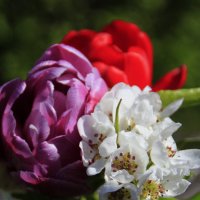 Цветочки  :) :: Татьян@ Ивановна