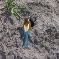 золотистые щурки :: юрий макаров золотистые щурки :: юрий макаров