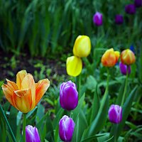 Тюльпаны :: Владимир Кроливец