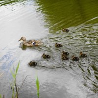 Утица с выводком :: Рита Симонова