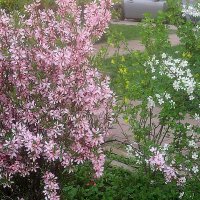 В месяце мае :: Елена Семигина