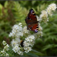Павлиний глаз. :: Aleksandr Gal Павлиний глаз. :: Aleksandr Gal